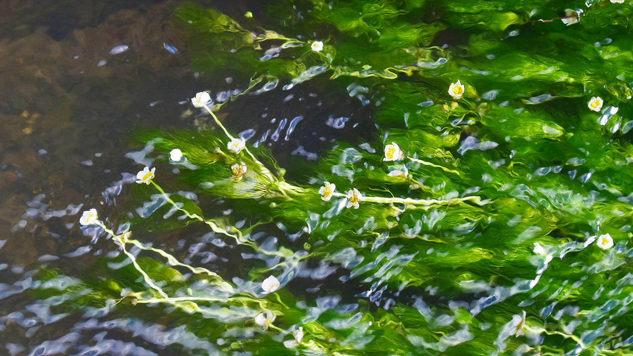梅花藻
